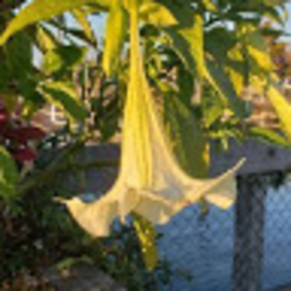 Meet your Posher, Merissa